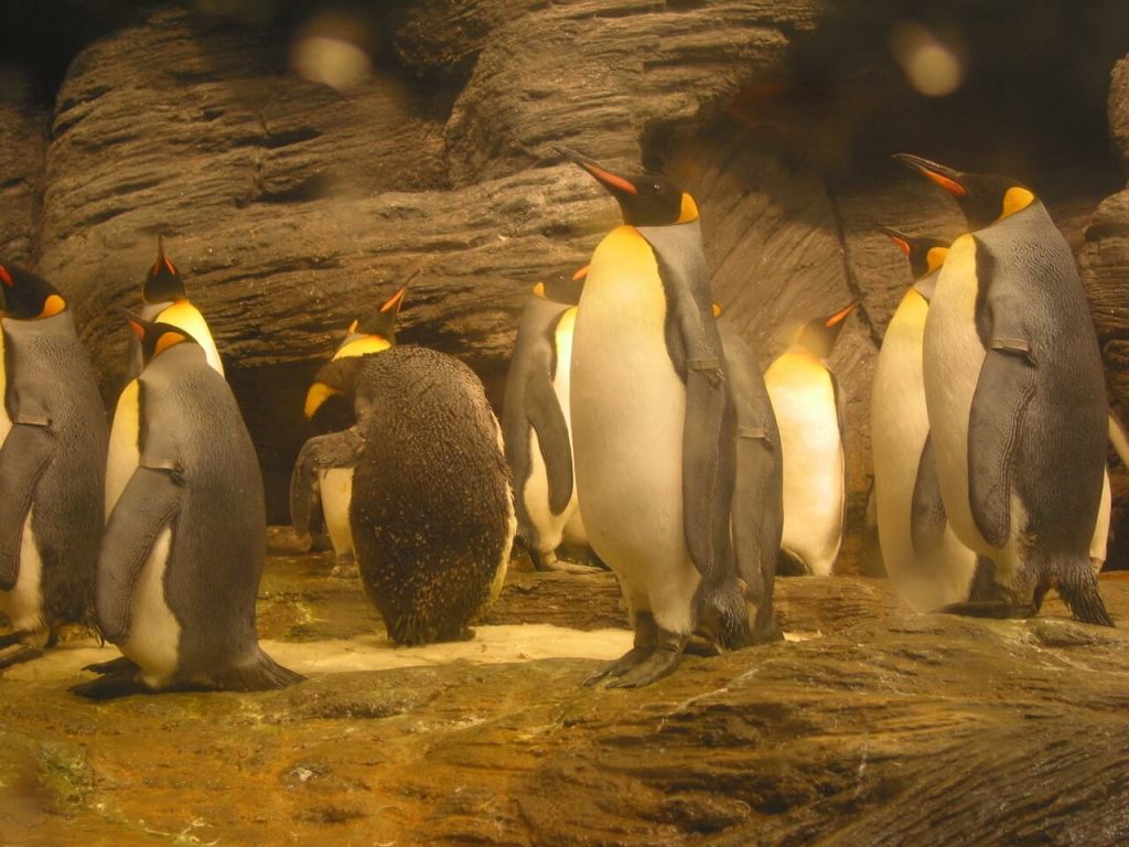 latest google penguin update