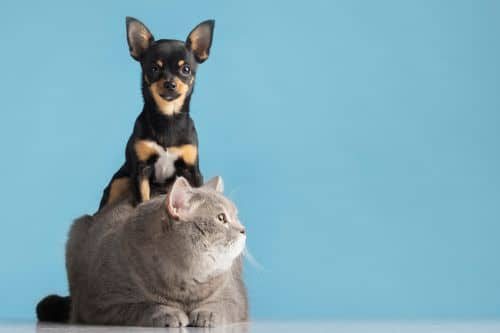 portrait-small-dog-cat
